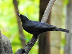 Ptiloxena atroviolacea