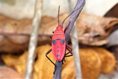 Probergrothius