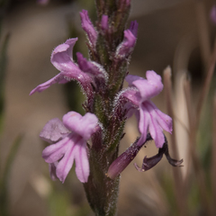 Striga bilabiata bilabiata