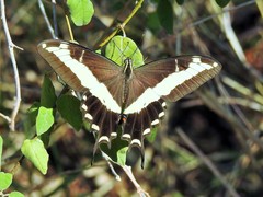 Heraclides andraemon