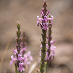 Striga bilabiata bilabiata