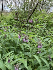 Symphytum officinale