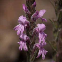 Striga bilabiata bilabiata