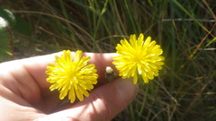 Crepis vesicaria taraxacifolia