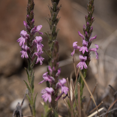 Striga bilabiata bilabiata