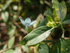 Ecbolium ligustrinum