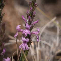 Striga bilabiata bilabiata