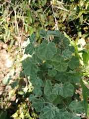 Malva subovata