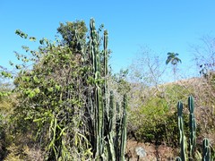 Cereus hexagonus