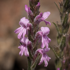 Striga bilabiata bilabiata