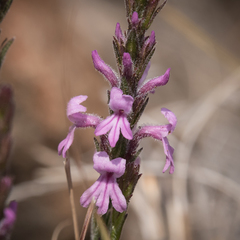 Striga bilabiata bilabiata