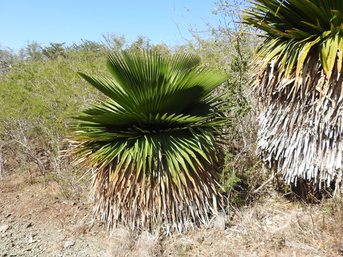 Copernicia macroglossa, photograph 3