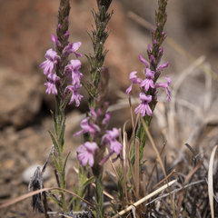 Striga bilabiata bilabiata