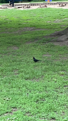 Turdus merula