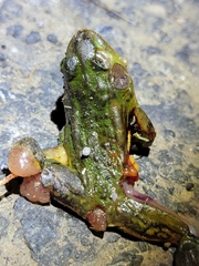 Pelophylax plancyi