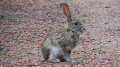 Lepus saxatilis