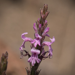 Striga bilabiata bilabiata