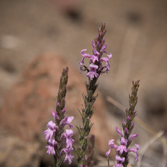 Striga bilabiata bilabiata