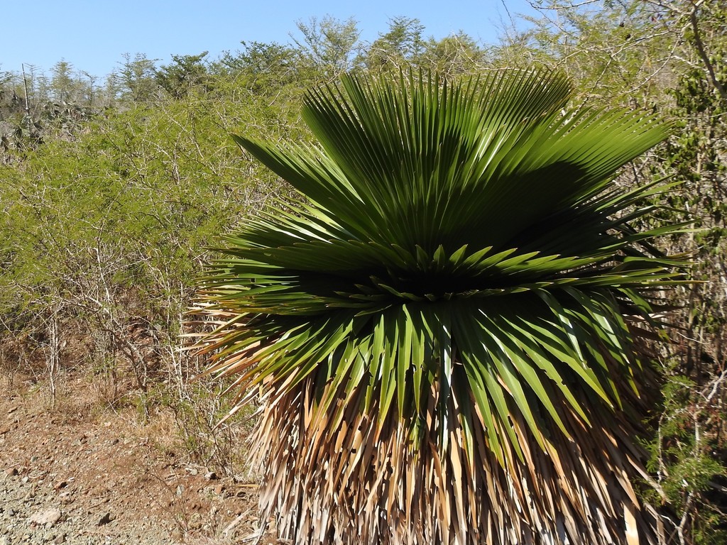 Copernicia macroglossa; photograph (c) amantedarmanin, some rights reserved (CC BY)