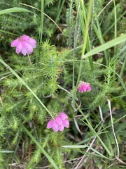 Erica cinerea