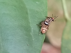 Colyttus