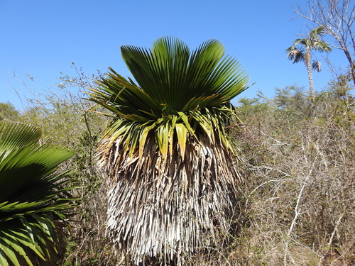 Copernicia macroglossa, photograph 2