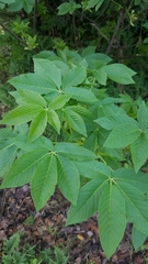 Aesculus californica