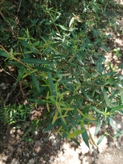 Phillyrea angustifolia