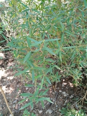 Phillyrea angustifolia