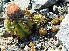 Melocactus matanzanus