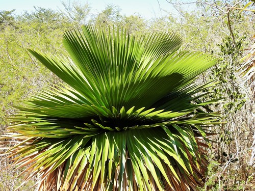 Copernicia macroglossa, photograph 4