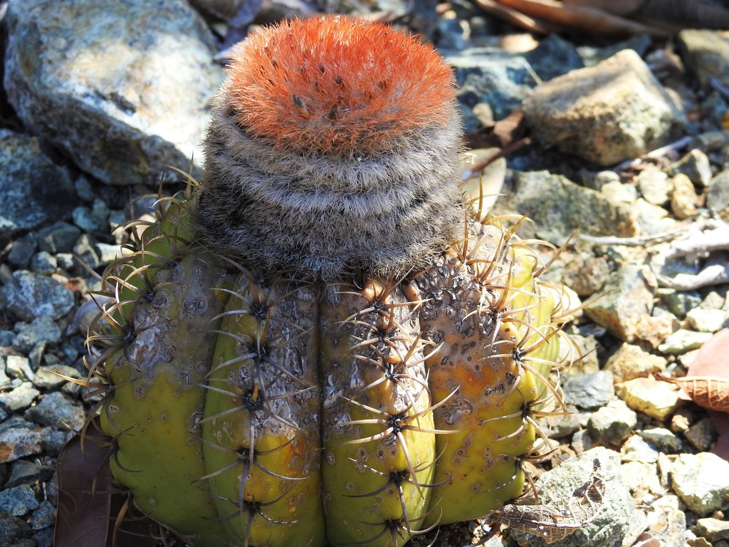 Melocactus matanzanus