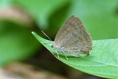 Arhopala atrax