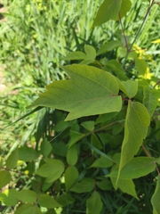 Acer negundo