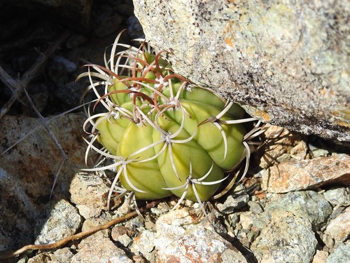 Image of Dwarf Turk's Cap Cactus (Melocactus matanzanus) by (c) amantedarmanin, some rights reserved (CC BY)