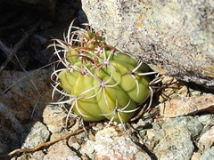 Melocactus matanzanus