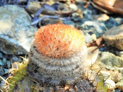 Melocactus matanzanus