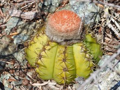 Melocactus matanzanus