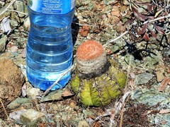 Melocactus matanzanus