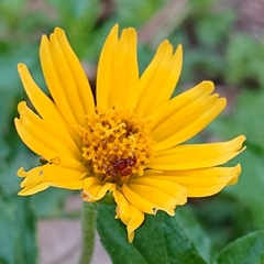 Sphagneticola trilobata