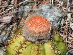 Melocactus matanzanus