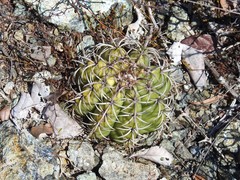 Melocactus matanzanus