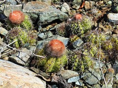 Melocactus matanzanus
