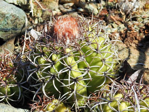 Image of Dwarf Turk's Cap Cactus (Melocactus matanzanus) by (c) amantedarmanin, some rights reserved (CC BY)