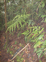 Diplazium macrophyllum