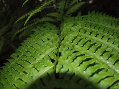 Diplazium macrophyllum