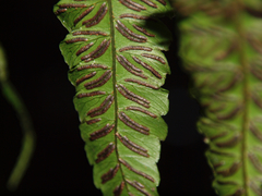 Diplazium macrophyllum