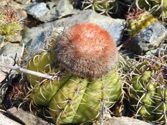 Melocactus matanzanus