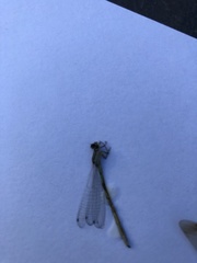 Coenagrion resolutum