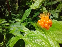 Rubus spectabilis